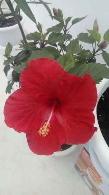 P_20171001_112942_1_BF_p - Hibiscus