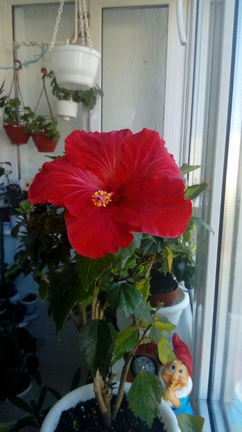 P_20171001_114438_1_BF_p - Hibiscus