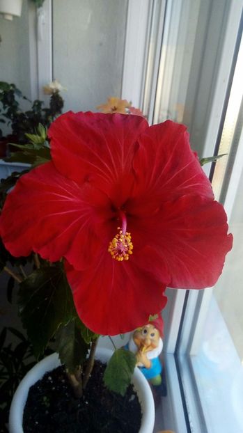 P_20171001_114309_1_BF_p - Hibiscus