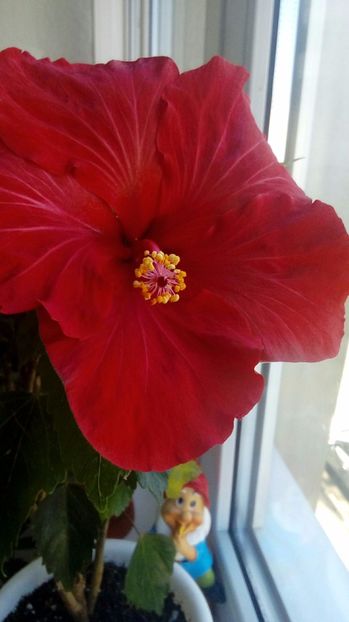 P_20171001_114241_1_BF_p - Hibiscus