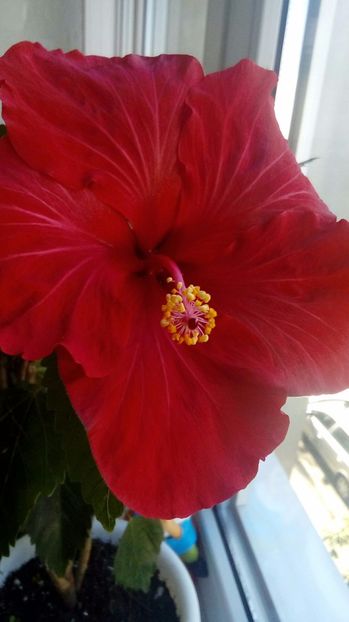 P_20171001_114238_1_BF_p - Hibiscus