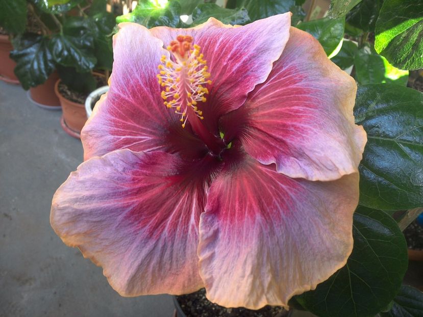 WIN_20171001_101018 - Indian Divine Grace