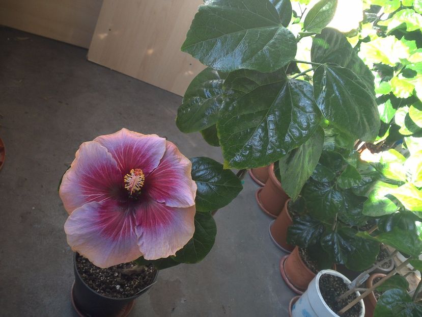 WIN_20171001_101051 - Indian Divine Grace