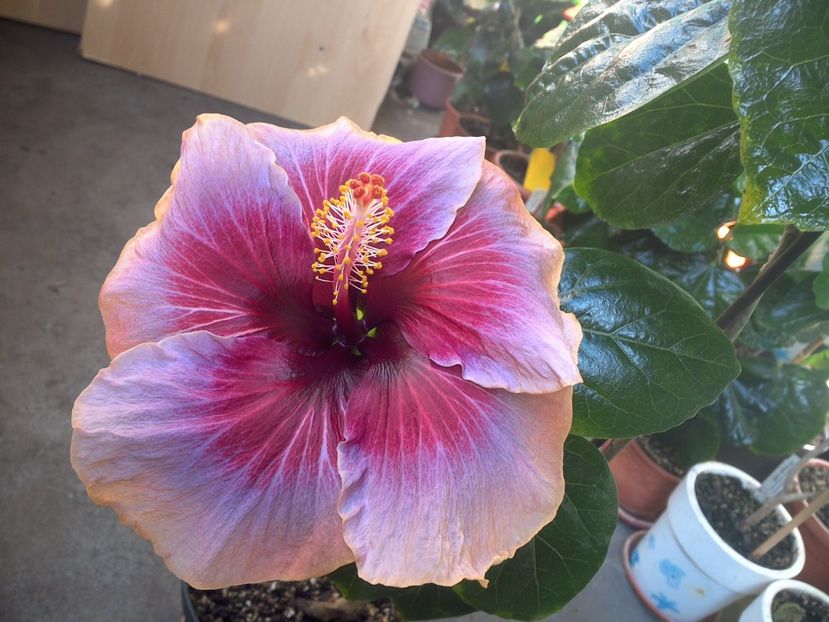 WIN_20171001_101152 - Indian Divine Grace