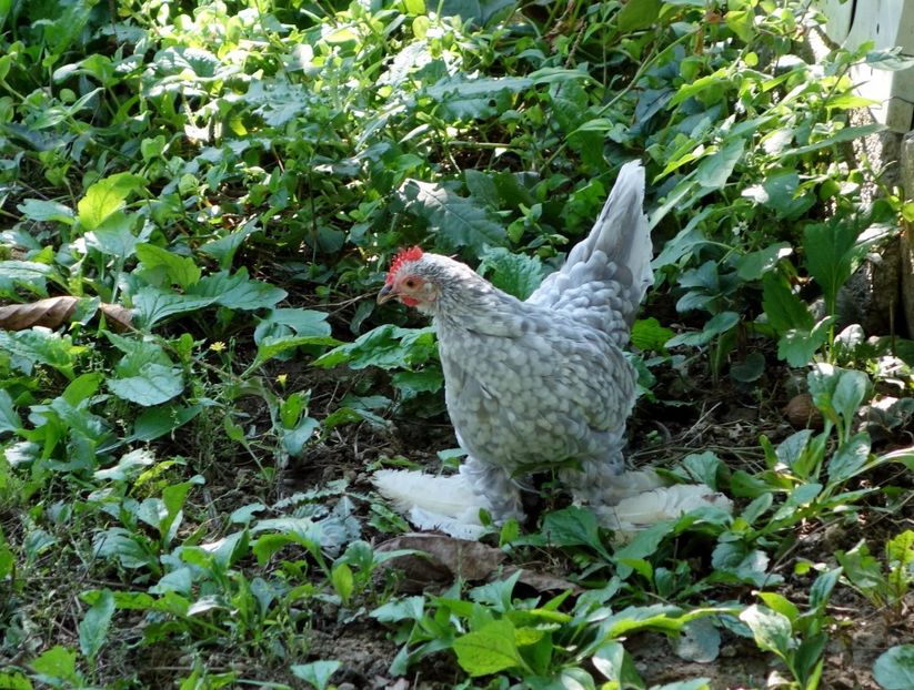  - 4 - gri perla bobat cu alb