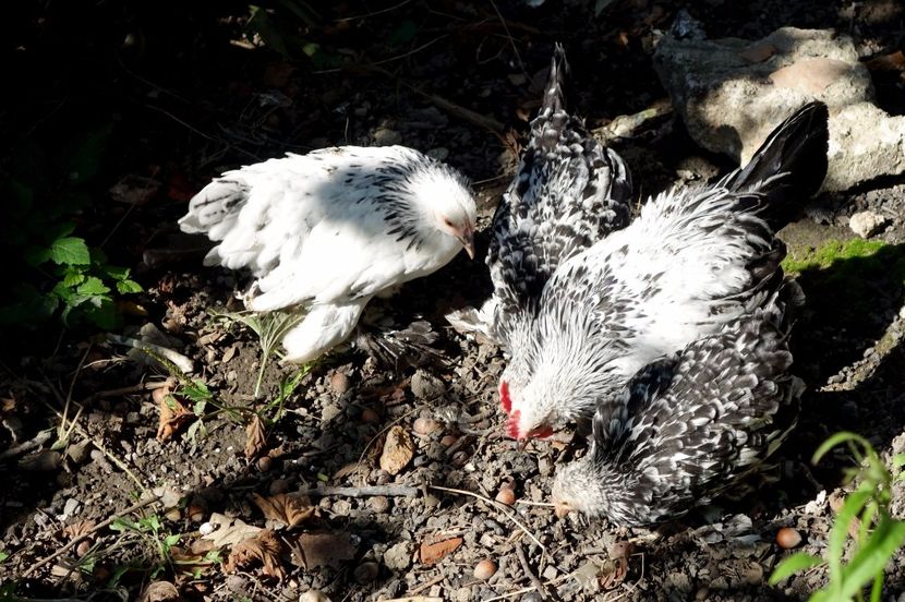  - H - Mii de flori 2017 B