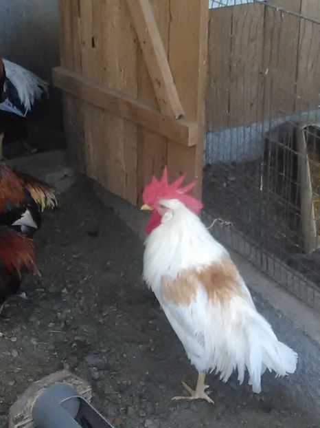  - De vanzare gaini italiene 2018