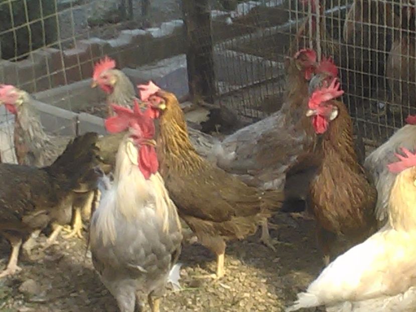  - De vanzare gaini italiene 2018