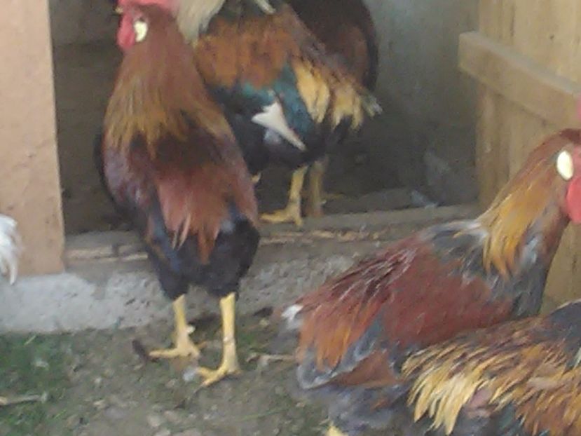  - De vanzare gaini italiene 2018