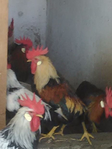  - De vanzare gaini italiene 2018