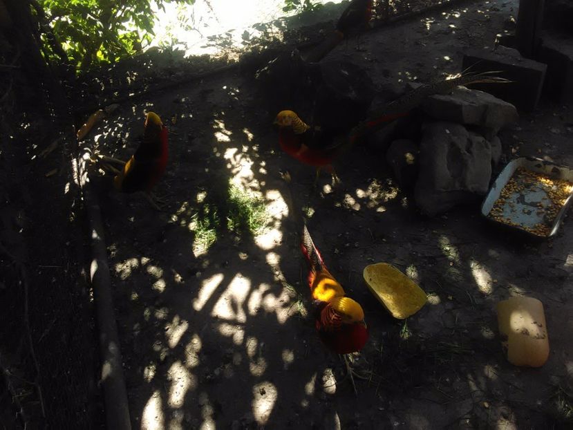  - Fazani de vanzare 2018