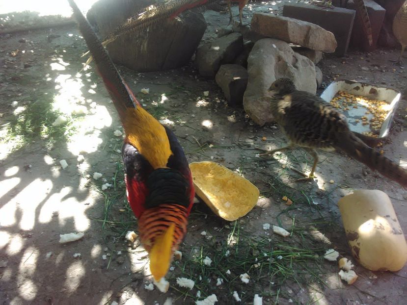  - Fazani de vanzare 2018