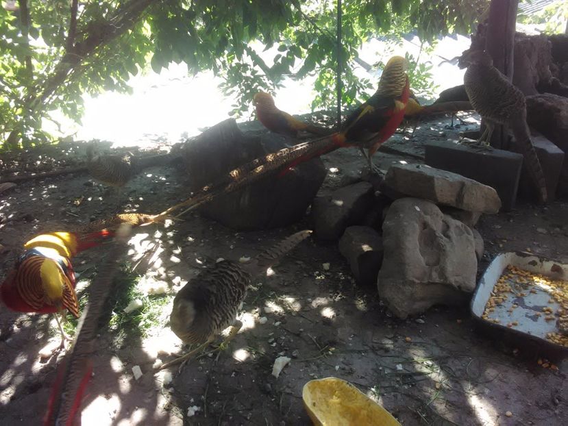  - Fazani de vanzare 2018