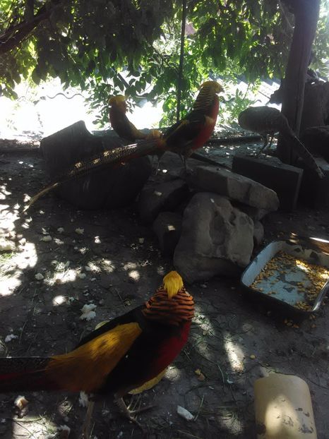  - Fazani de vanzare 2018