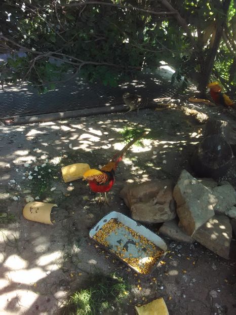  - Fazani de vanzare 2018