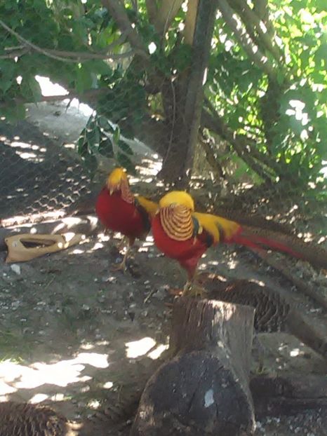  - Fazani de vanzare 2018