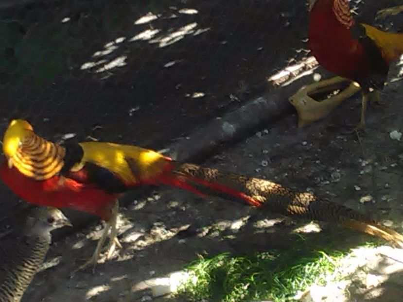  - Fazani de vanzare 2018