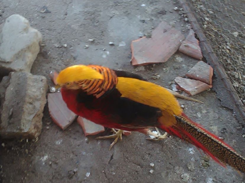  - Fazani de vanzare 2018