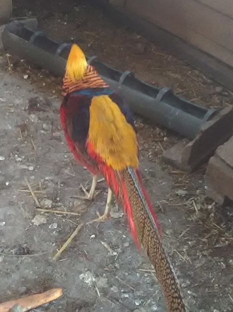  - Fazani de vanzare 2018