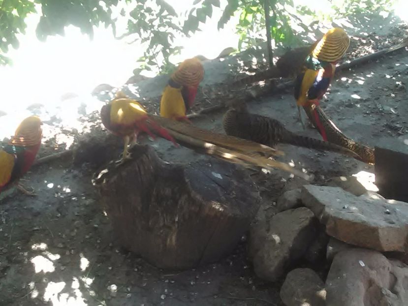  - Fazani de vanzare 2018