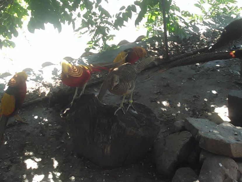  - Fazani de vanzare 2018