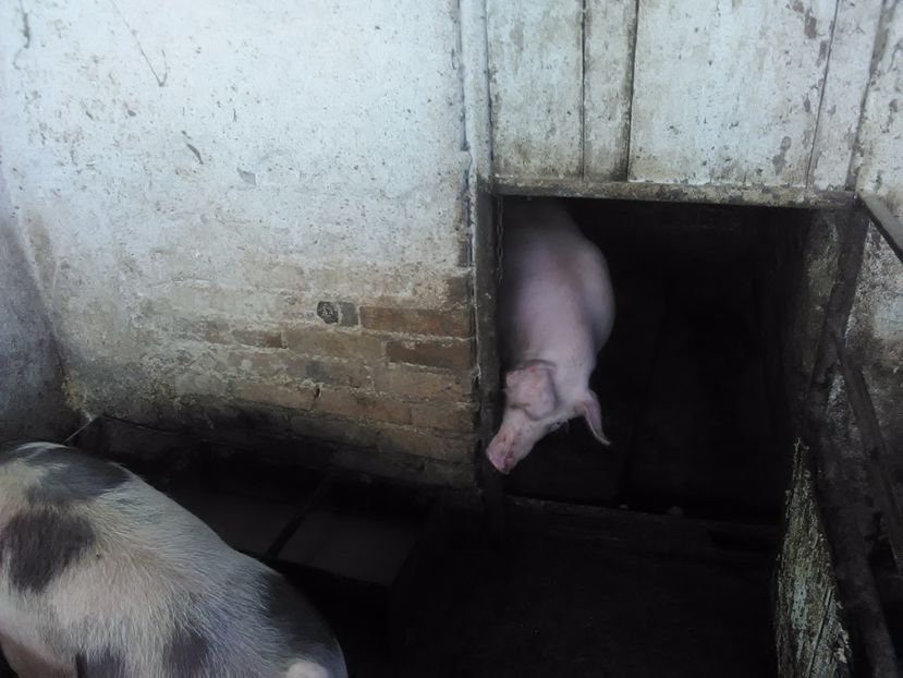  - Porci 2017