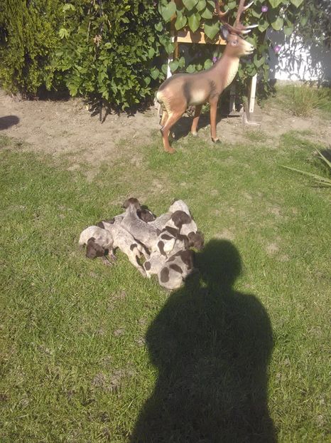  - Brac german de vanzare