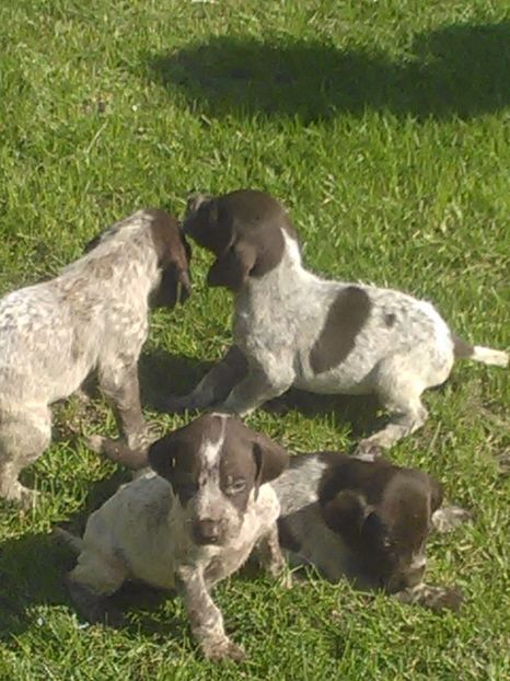  - Brac german de vanzare