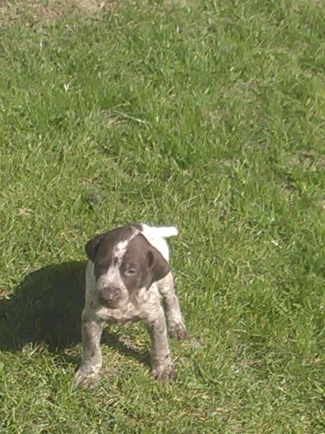  - Brac german de vanzare