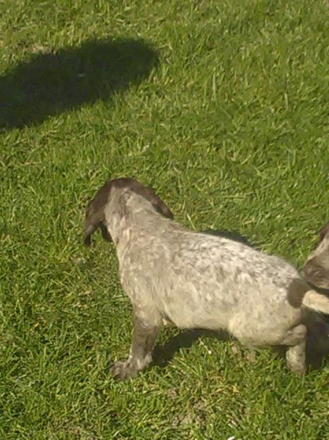  - Brac german de vanzare