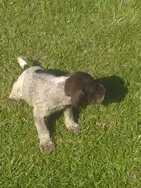  - Brac german de vanzare