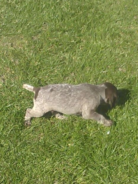  - Brac german de vanzare