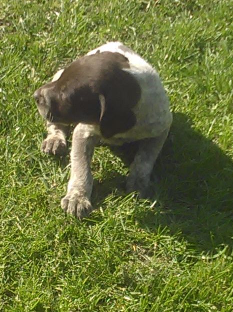  - Brac german de vanzare