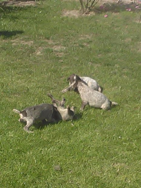  - Brac german de vanzare