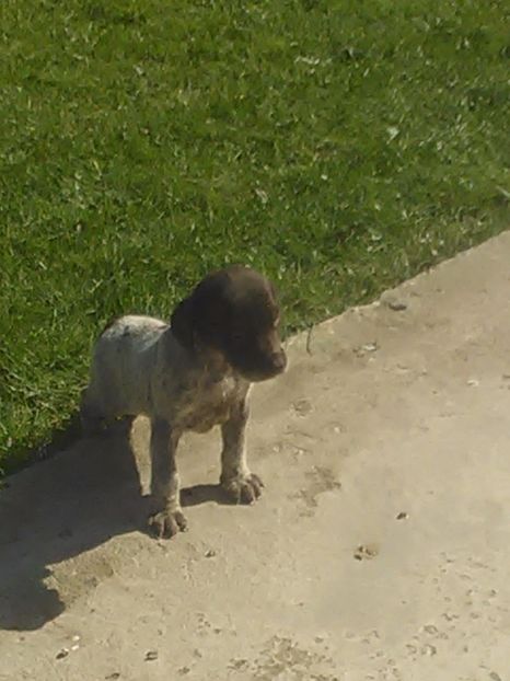  - Brac german de vanzare