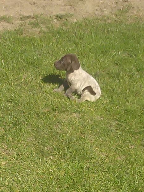  - Brac german de vanzare