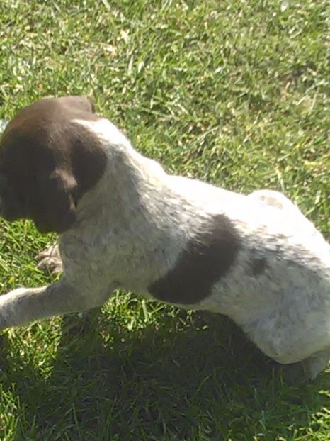  - Brac german de vanzare