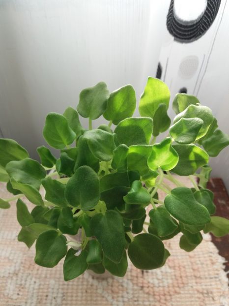 29 sept - Rob s Humpty Doo