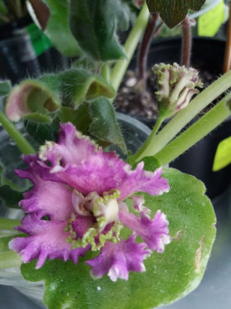 1 oct ( - ZZ LE Samara