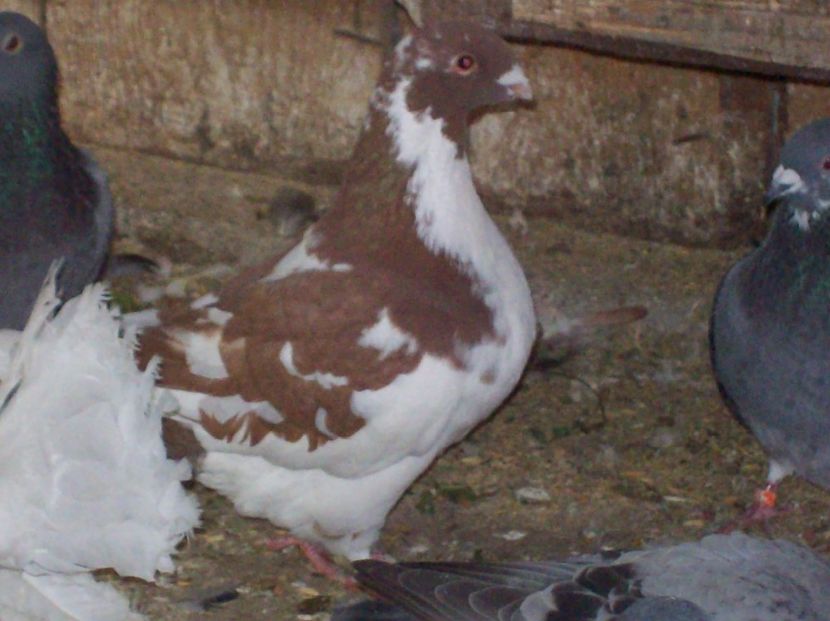  - AGH baltati pe rosu