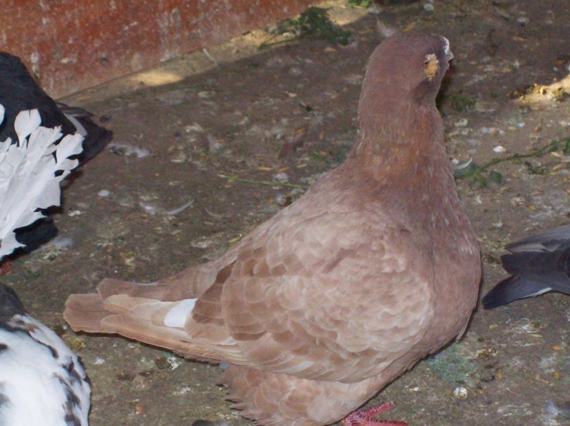  - AGH baltati pe rosu