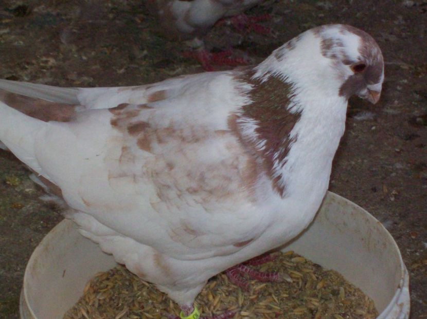 de    vanzare   mas    2017 - AGH baltati pe rosu