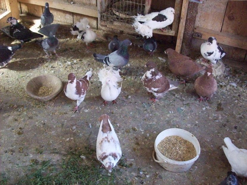  - AGH baltati pe rosu