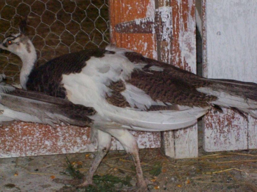  - Pauni arlechin si alb pui 2018