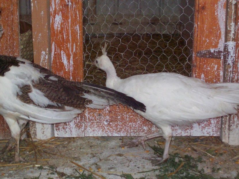  - Pauni arlechin si alb pui 2018