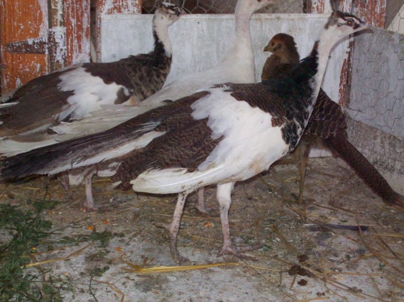  - Pauni arlechin si alb pui 2018