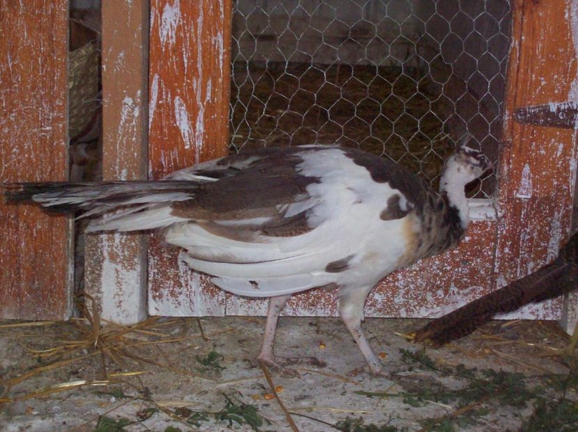  - Pauni arlechin si alb pui 2018