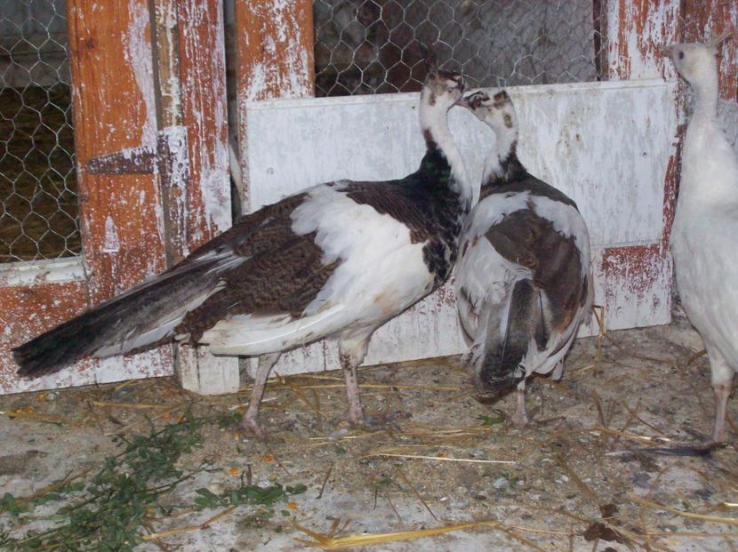  - Pauni arlechin si alb pui 2018