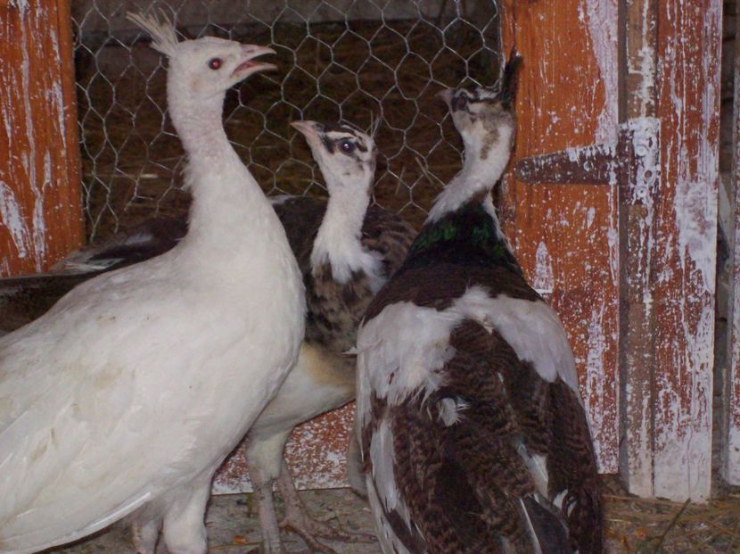  - Pauni arlechin si alb pui 2018