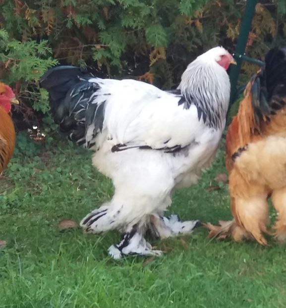  - Tineret pentru 2018